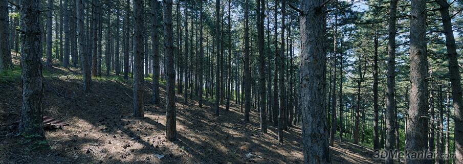 MACEDONIA • Forest